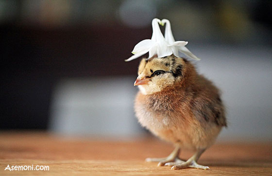 [عکس: 0jj_pictures-of-cute-chicks-10.jpg]