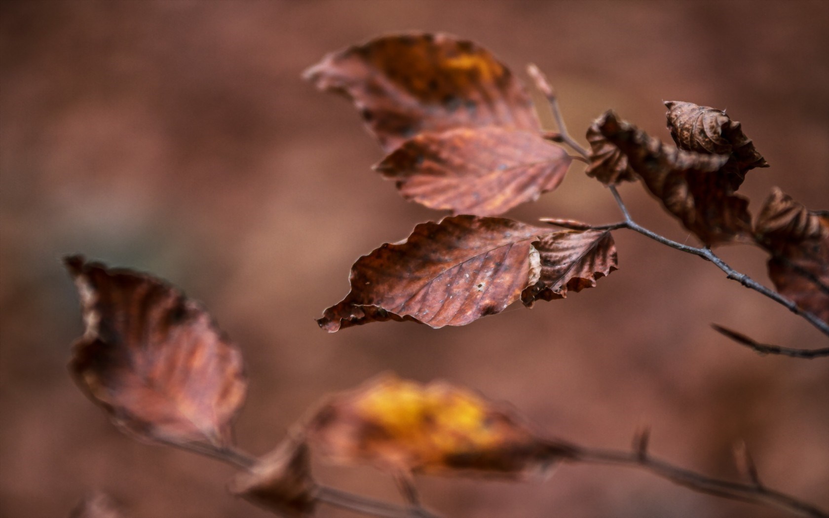 4hya_leaves-autumn-background-1680x1050.jpg