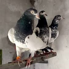 گروبندی کفتر کبوتر کبوتر کفتر تیپلر پاکستانی