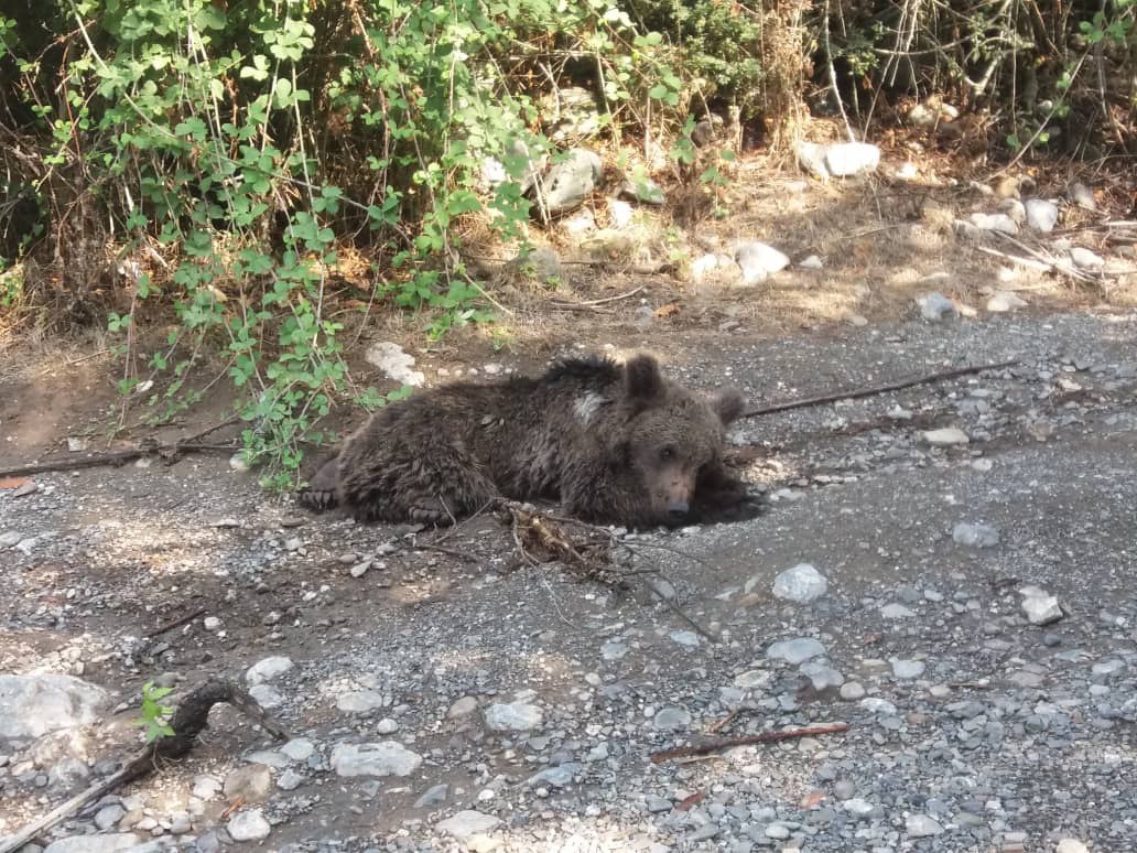 کشته شدن دو توله خرس در عرض دو هفته در گلستان/نبود نظارت بر تفنگ هایی که حیات وحش را نشانه گرفته اند