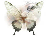 بزرگترین سایت شکلک و تصاویر متحرک ، عکس متحرک ، کاملترین سایت شکلک و تصاویر متحرک شباهنگ ، Shabahang's Gifs & animated of Butterflies تصاویر متحرک شباهنک – تصاویر متحرک پروانه ها 