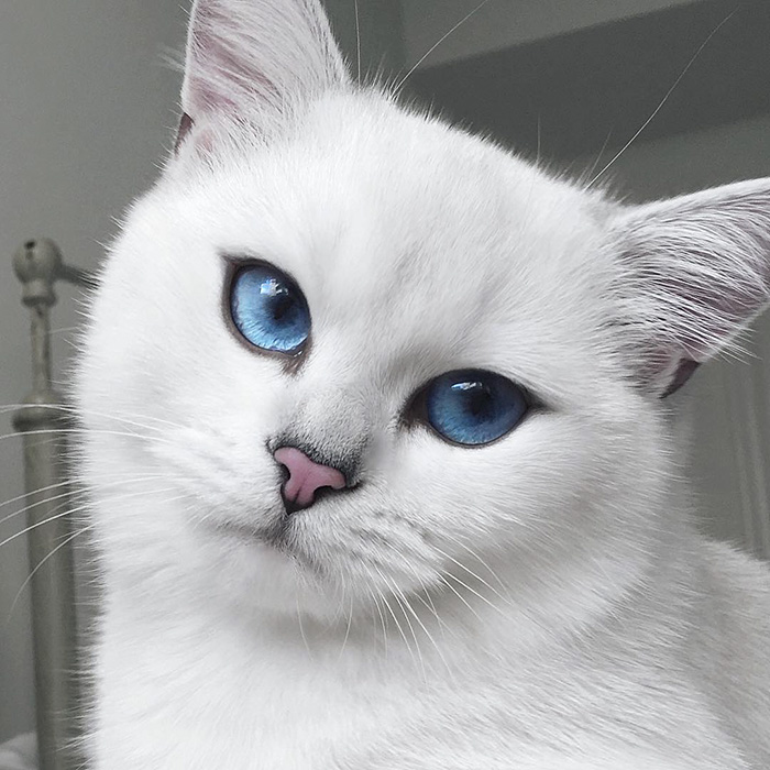 گربه ای با چشمان زیبا 1