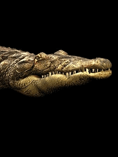 Shabahang20-Gif and Animated-Animals-Wild Animals-alligator -Crocodile -تصاویر متحرک شباهنگ- حیوانات-حیوانات وحشی-تمساح 