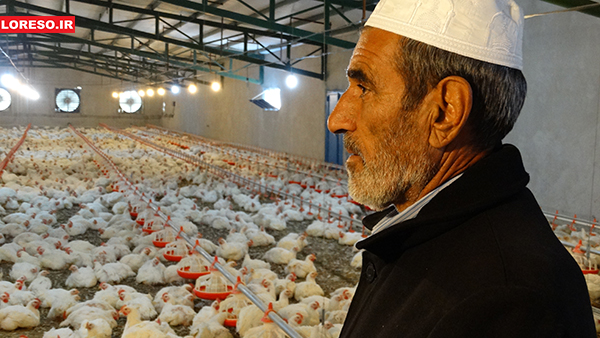 بازدید مدیر جهاد کشاورزی سلسله و گروه خبری لرسو از مجتمع‌های پرورش مرغ الشتر