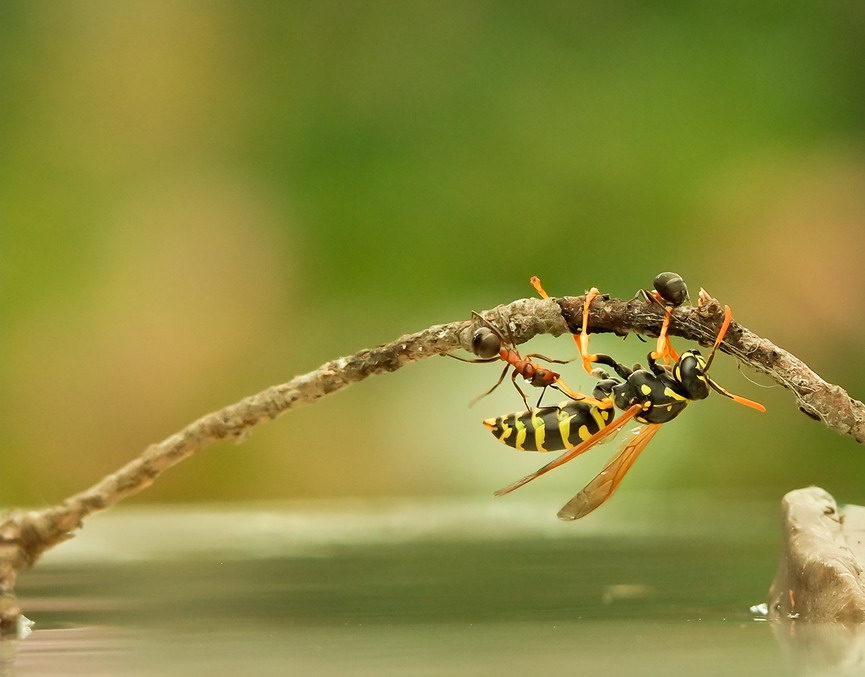 مورچه وزنبور
