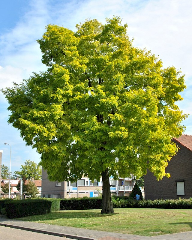 درخت Robinia pseudoacacia
