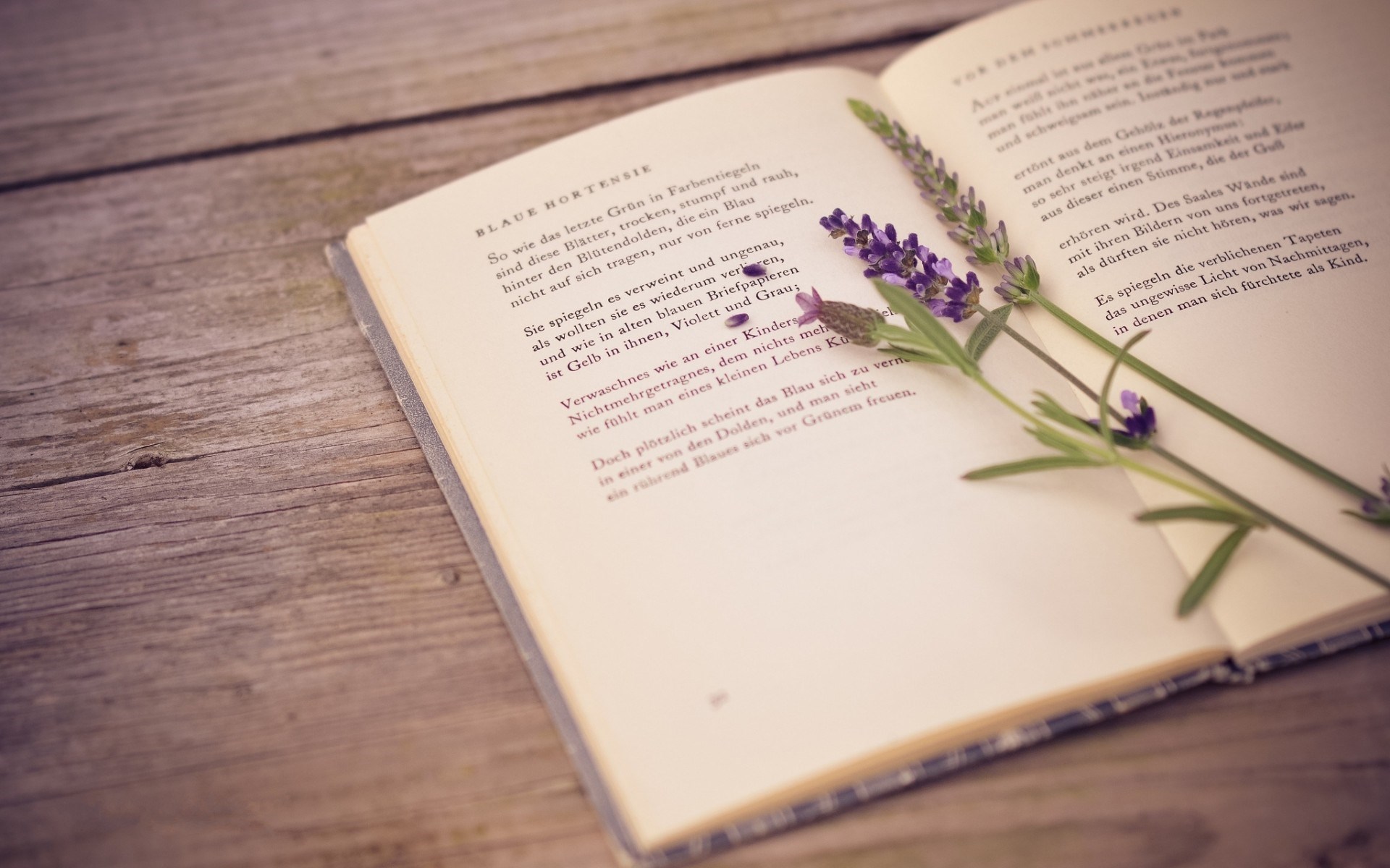 aoxc_book-lavender-flower-wallpaper-1920x1200.jpg