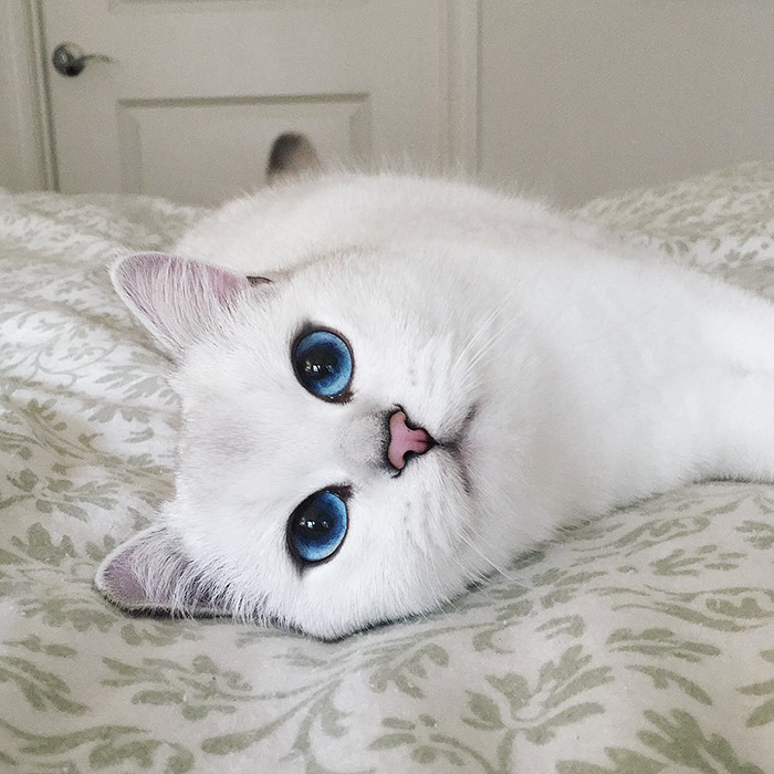 گربه ای با چشمان زیبا 1