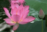 Shabahang's Gifs and Animated of Flowers and Water تصاویر متحرک گل ها و آب تصاویر متحرک شباهنگ 