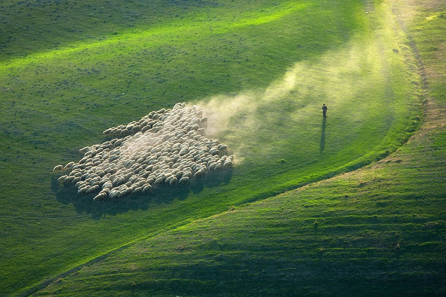 چرای گوسفندان در مزارع سر سبز ایتالیا 1