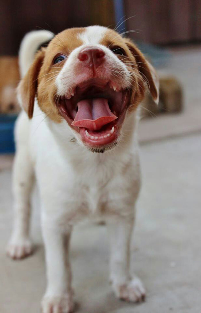 لبخند سگی 1