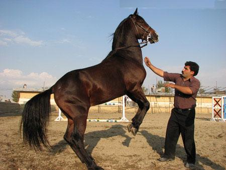 قیمت اسب عرب در ایران