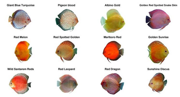 جدول انواع ماهی دی 