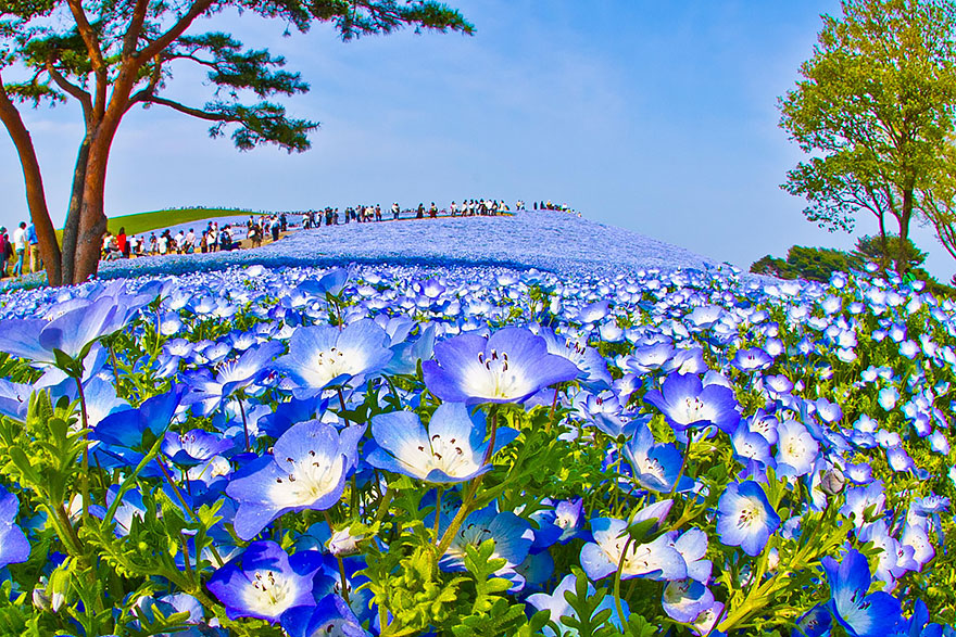 دریای از گلهای آبی 1