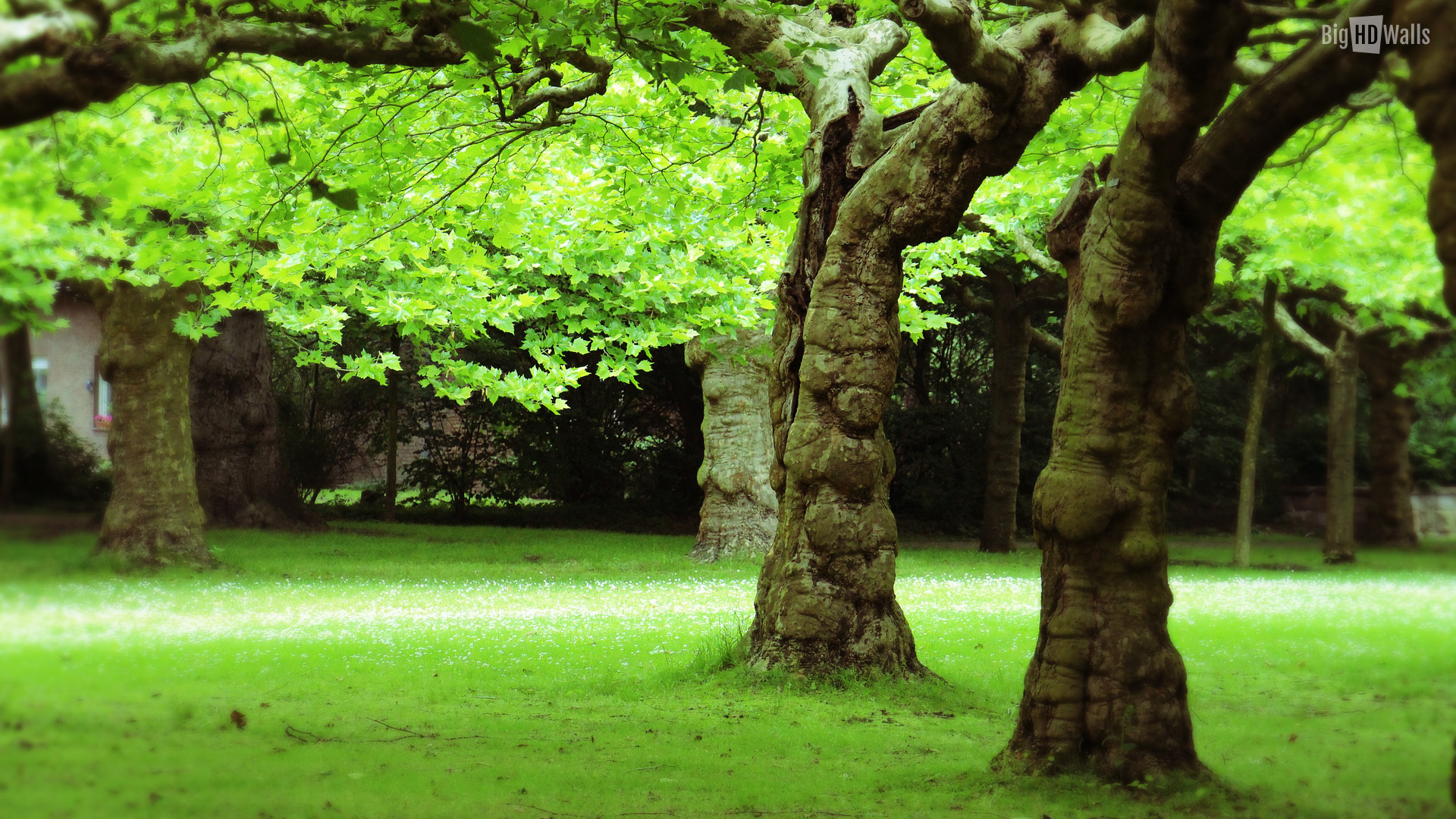 [تصویر:  jgq7_green-leaf-tree-hd-wall1.jpg]