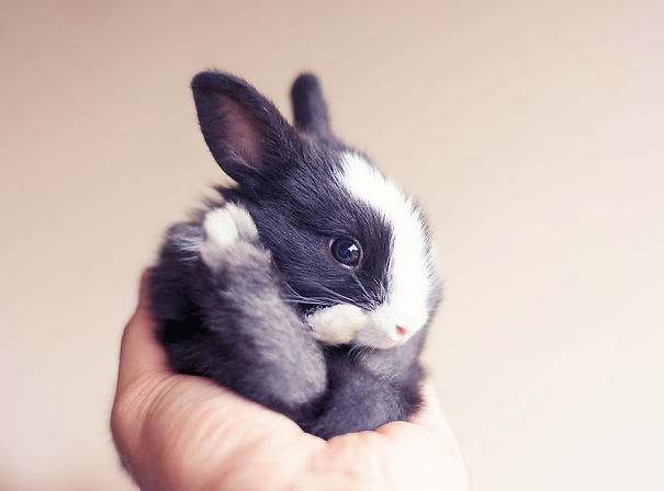خرگوش 1