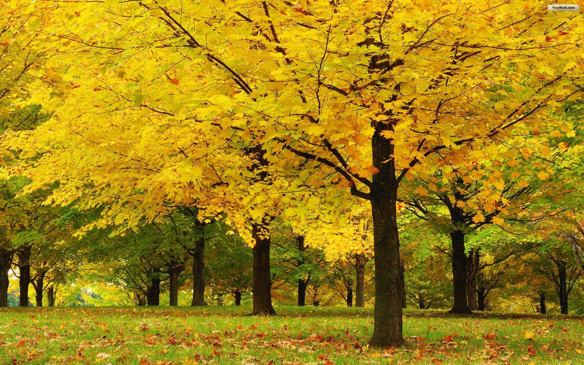 [تصویر:  jria_wallpaper-yellow-trees.jpg]
