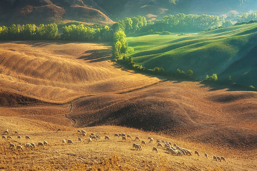 چرای گوسفندان در مزارع سر سبز ایتالیا 1