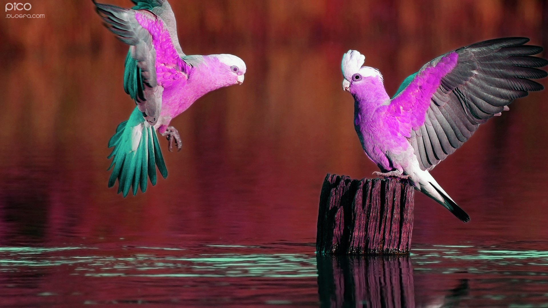 lijw_pico-beautiful-parrots.jpg