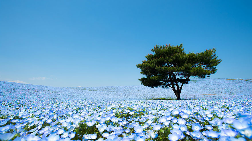 دریای از گلهای آبی 