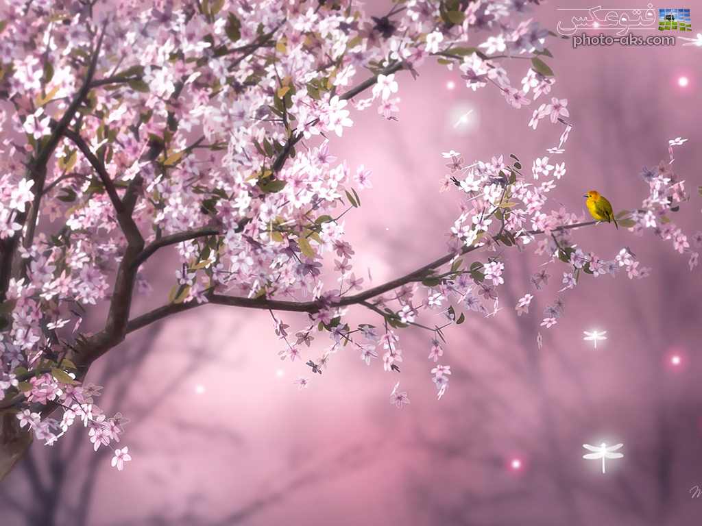 mt3b_pink-spring-nature.jpg