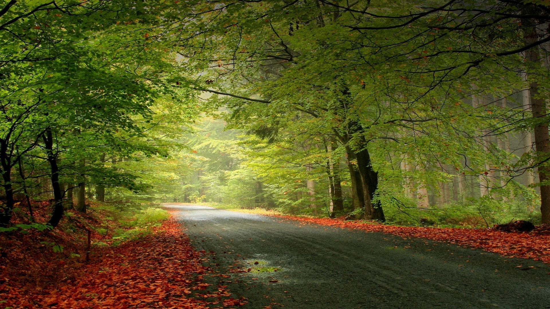 جاده ای در دل جنگل