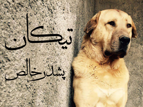 سگ عراقی اصیل