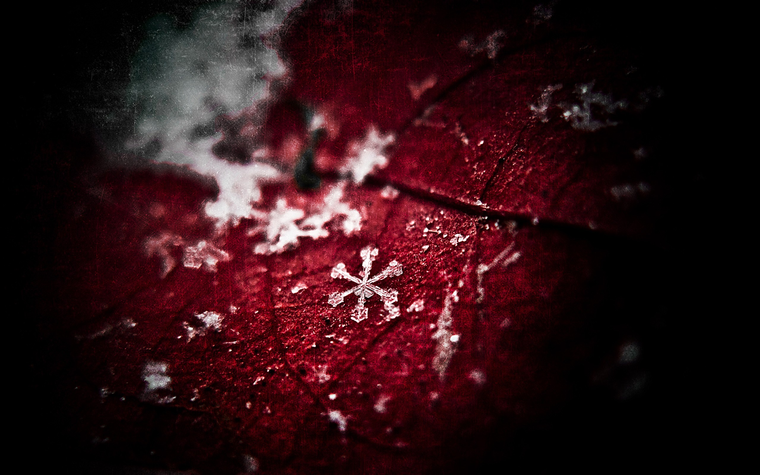 nkc_leaf-snowflakes-winter-close-up-photo-wallpaper-2560x1600.jpg