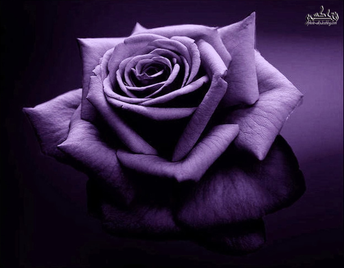 ✿✿ بــنــفــش ✿ purple ✿✿ (سری 2) 