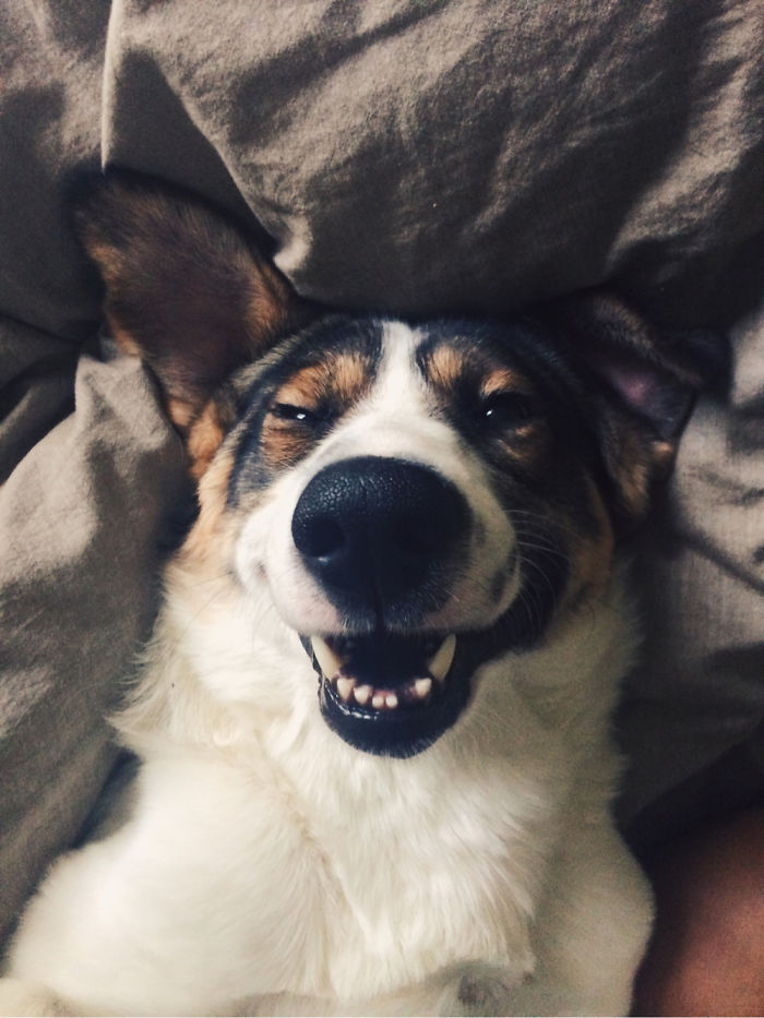 لبخند سگی 1