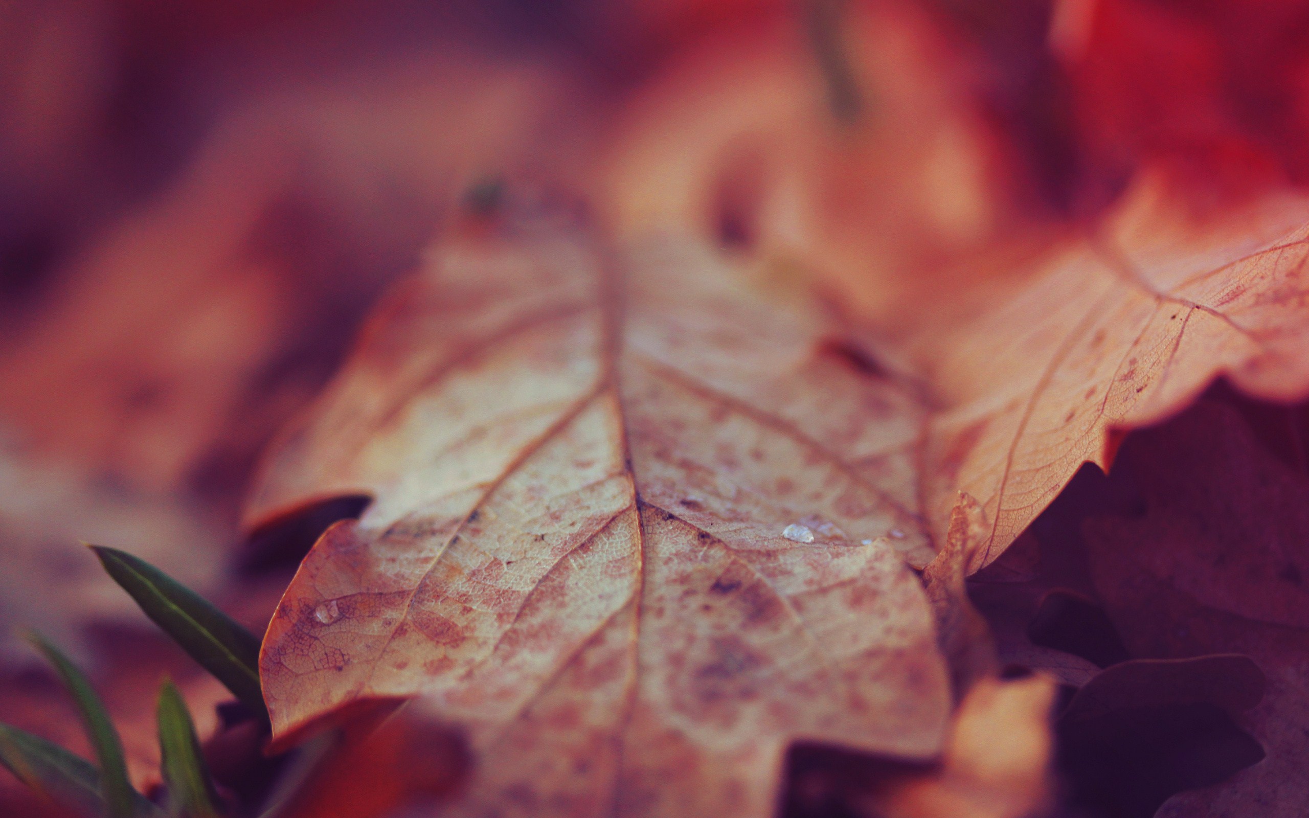 s4mi_leaves-autumn-close-up-photo-wallpaper-2560x1600.jpg