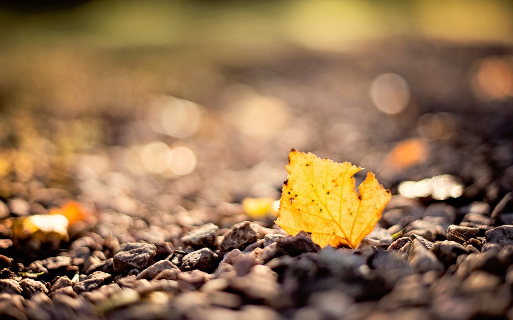 spws_leaf-yellow-stones-autumn-background-1680x1050.jpg