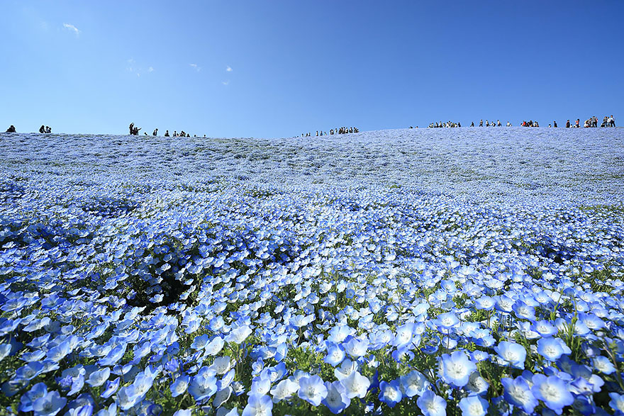 دریای از گلهای آبی 1