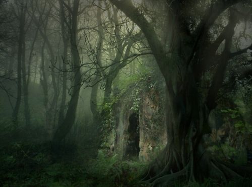 عکسهای از جنگل های عمیق تاریک