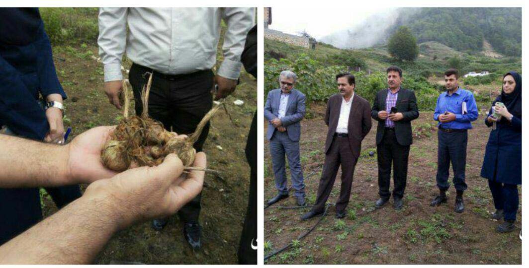 روستای زیارت مستعد کشت زعفران و گیاهان دارویی می باشد