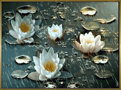 Shabahang's Gifs and Animated of Flowers and Water تصاویر متحرک گل ها و آب تصاویر متحرک شباهنگ 
