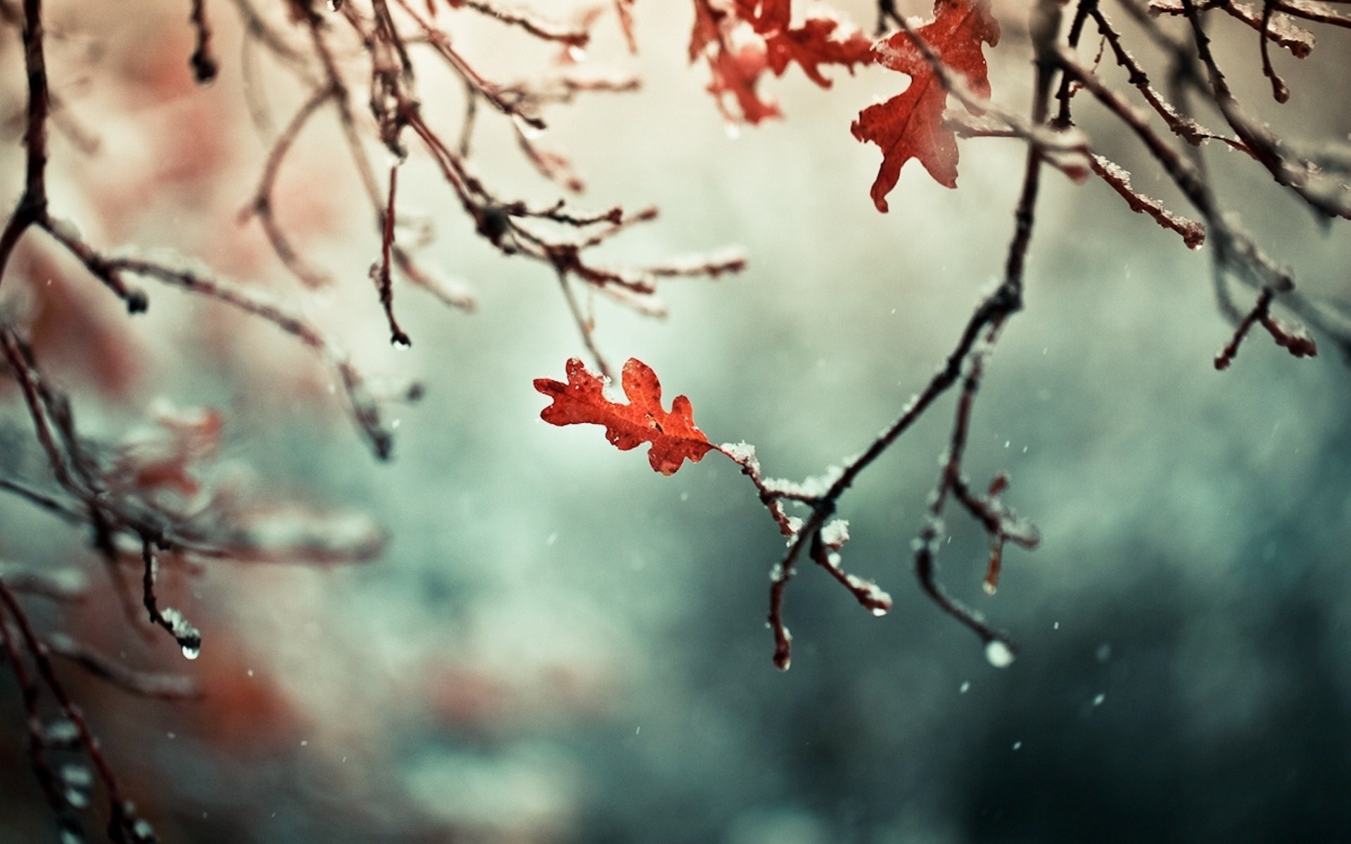 wc4p_nature-winter-leaves-snowflakes-photo-wallpaper-1920x1200.jpg