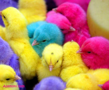 [عکس: wjqj_pictures-of-cute-chicks-15.jpg]