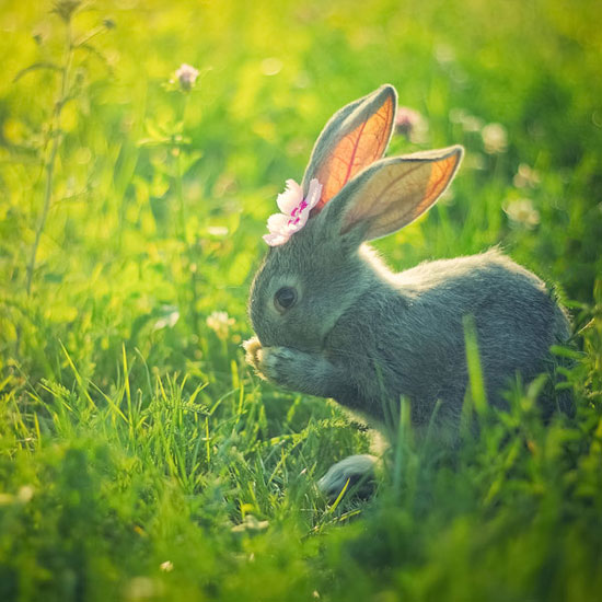 wkun_rabbit-nature-photography.jpg