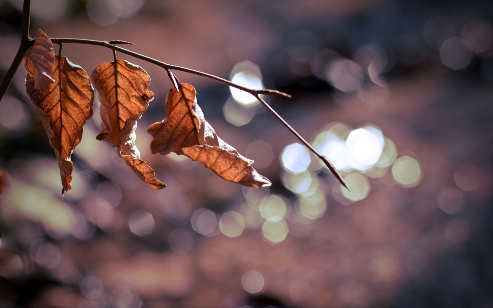 wqxr_leaves-branch-macro-autumn-background-1680x1050.jpg