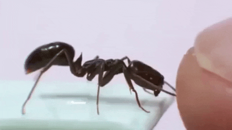 _ تصاویر متحرک شباهنگ _ عکس متحرک - مورچه Ant (1)