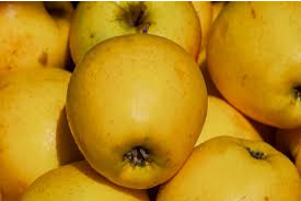 تعبیر خواب چیدن سیب زرد از درخت