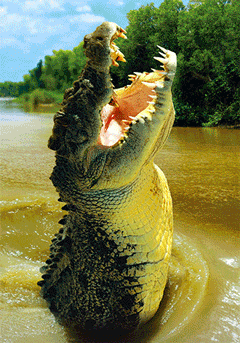تمساح Crocodile-  تصاویر متحرک شباهنگ