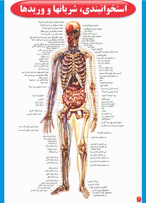 83ez_312-اطلس-آناتومی-بدن-انسان.jpg