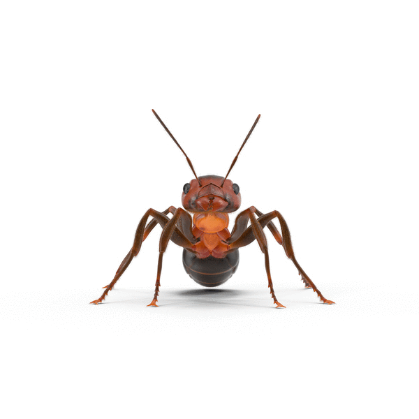_ تصاویر متحرک شباهنگ _ عکس متحرک - مورچه Ant (1)