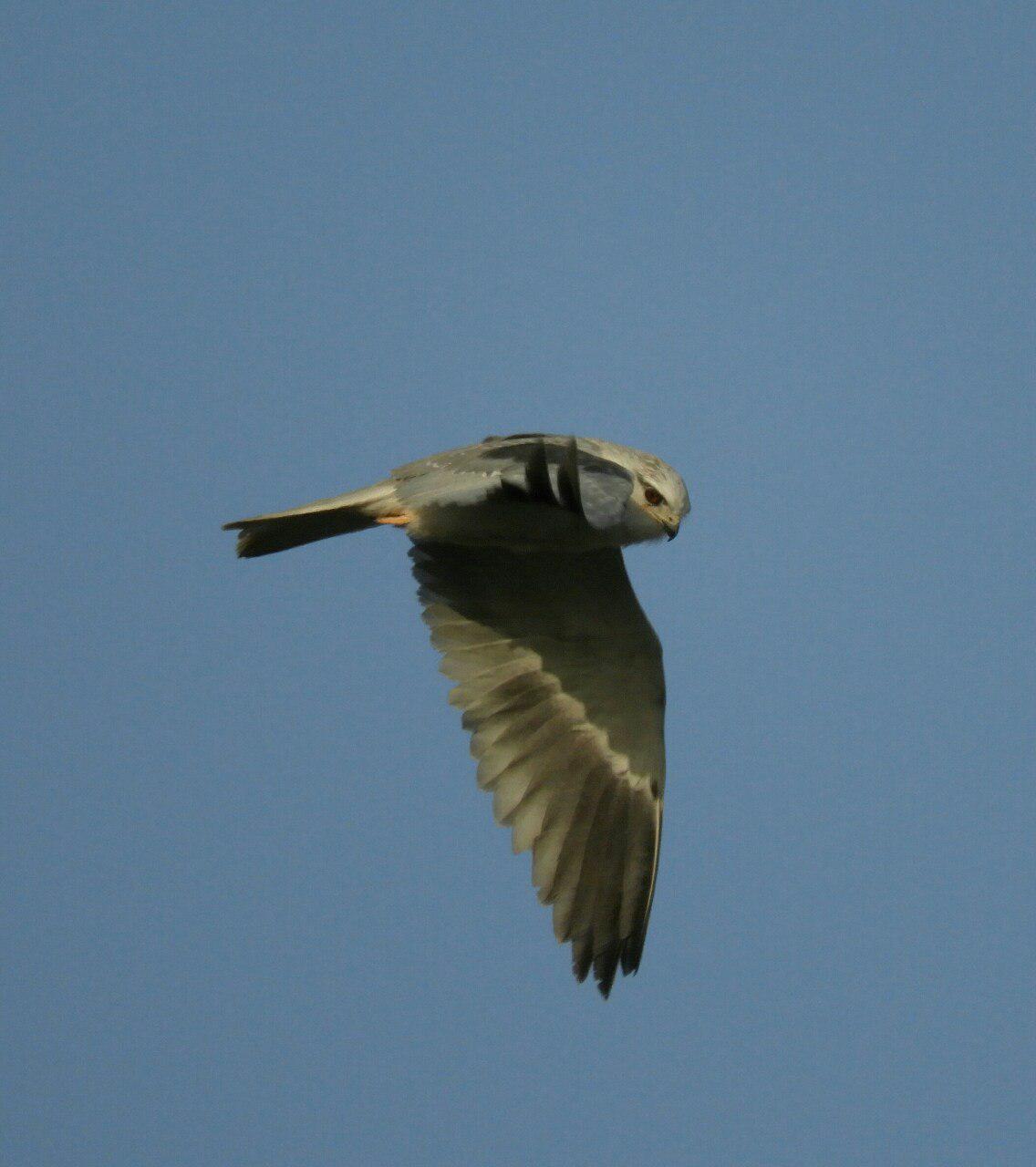 hd image of kite bird