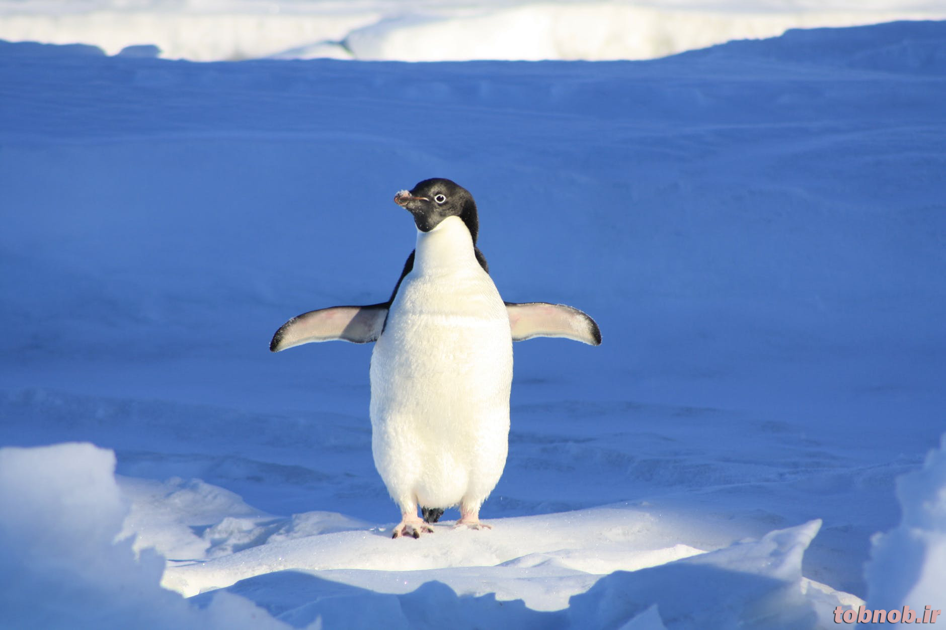 dd1e_penguin-funny-blue-water-86405.png