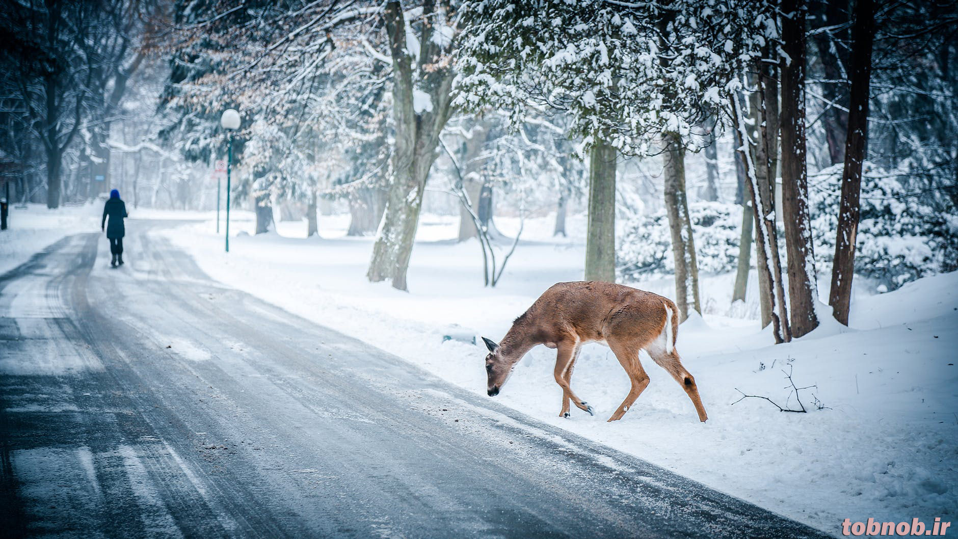 ejd9_snow-winter-christmas-deer.png
