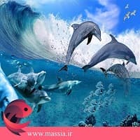 پستانداران دریایی چه موجوداتی هستند در وب سایت ماسیا