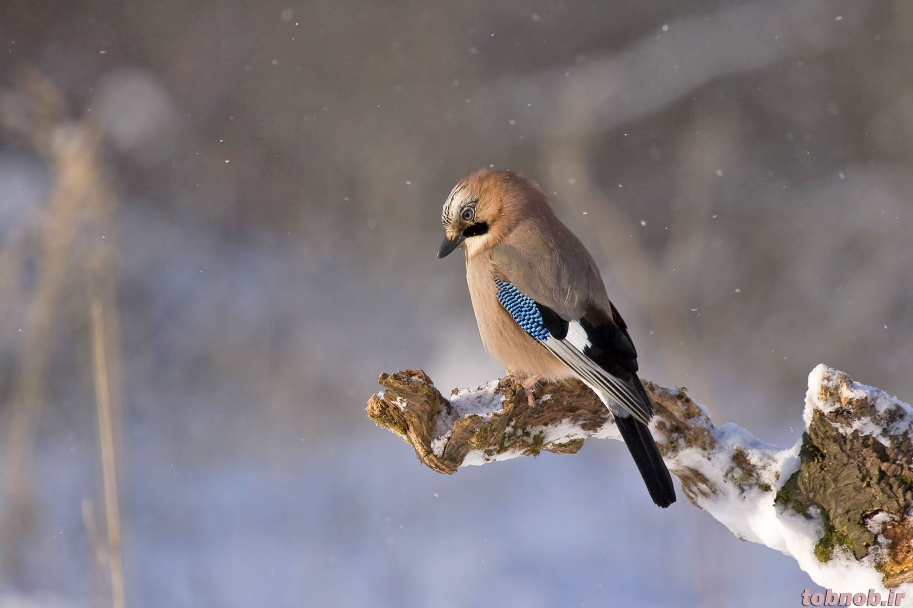 iunc_jay-bird-konar-winter-45212.png